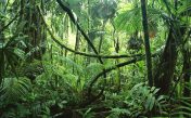 Атмосферные звуки джунглей