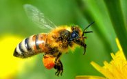 Звуки пчелы или осы