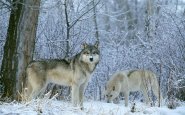 Звуки воя волка - звуки