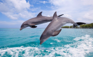 Звуки дельфинов