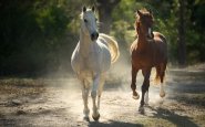Звуки лошади или коня