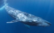 Звуки, издаваемые китами
