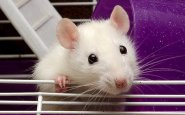 Звуки, издаваемые крысами