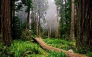 Звуки живого летнего леса