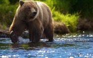 Медведи охраняют коноплю скачать что есть в тор браузере hidra