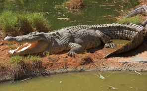 Звуки крокодила и аллигатора