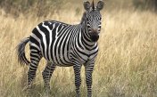 Звуки зебры