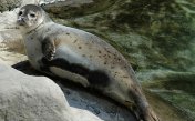 Звуки тюленей и морских котиков