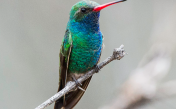 Звуки ширококлювого колибри-цинантуса