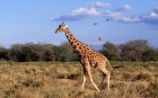Звуки жирафа