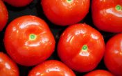 Звуки помидора (томата)