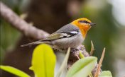 Звуки птицы: оливковый певун
