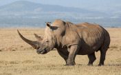 Звуки носорога