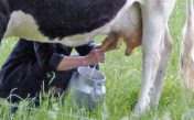 Звуки доения коровы