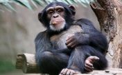 Звуки шимпанзе