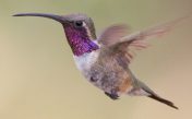 Звуки синебородого украшенного колибри