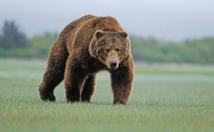 1593335700 30094 bears nature animals grizzly bear grizzly bears