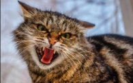 Звуки агрессивной кошки