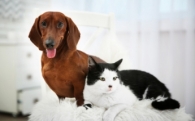 Звуки, которые раздражают котов и собак