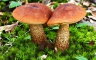 Звуки грибов