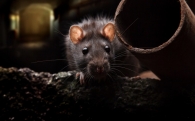 Звуки для отпугивания крыс и мышей