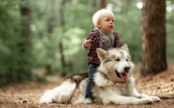 Детские песни про волка