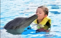 Детские песни про дельфинов