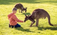 Детские песни про кенгуру