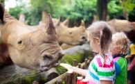 Детские песни про носорога