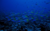 Звуковой пейзаж: погружение на дно океана (10 часов)